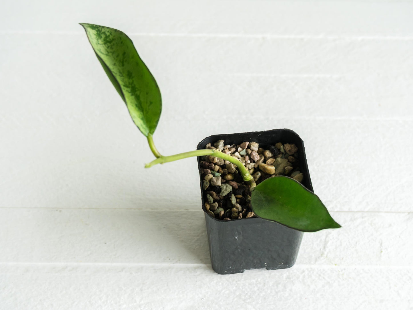 Hoya icensis (Splash) fka Patcharawalai (023) | 2-Inch
