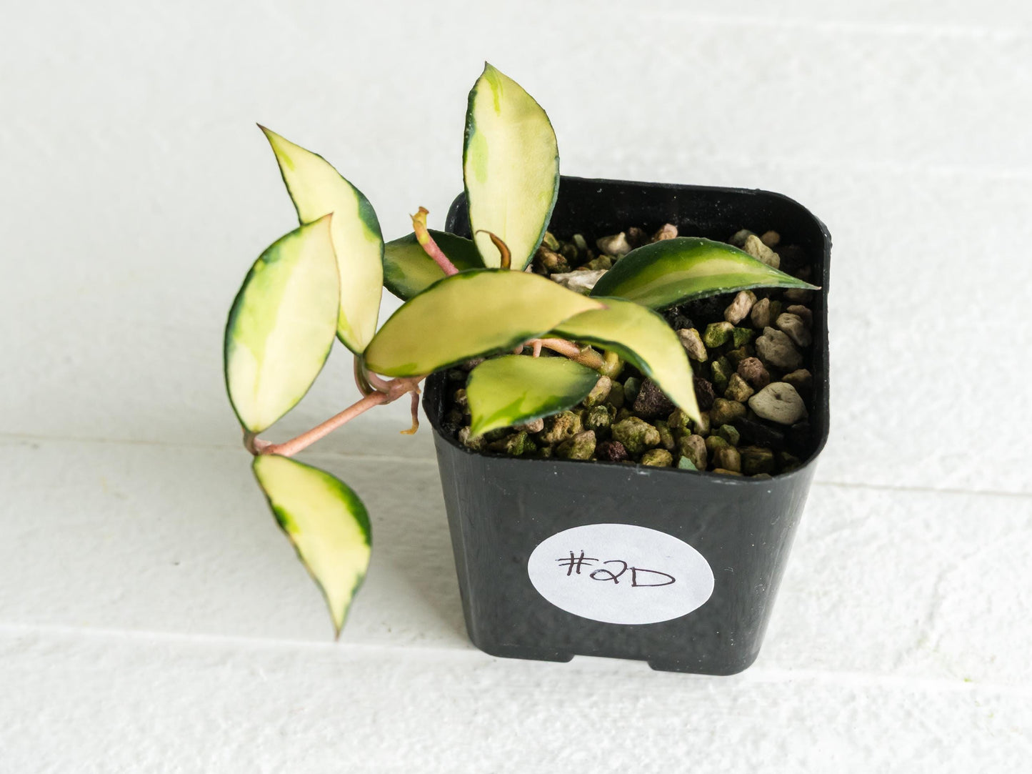 Hoya lacunosa 'Souma' | 2-Inch