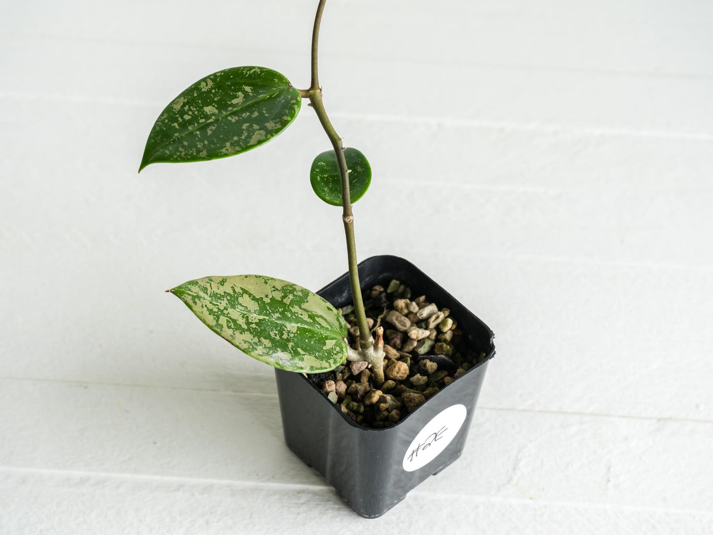 Hoya verticillata (EPC-997) | 2-Inch
