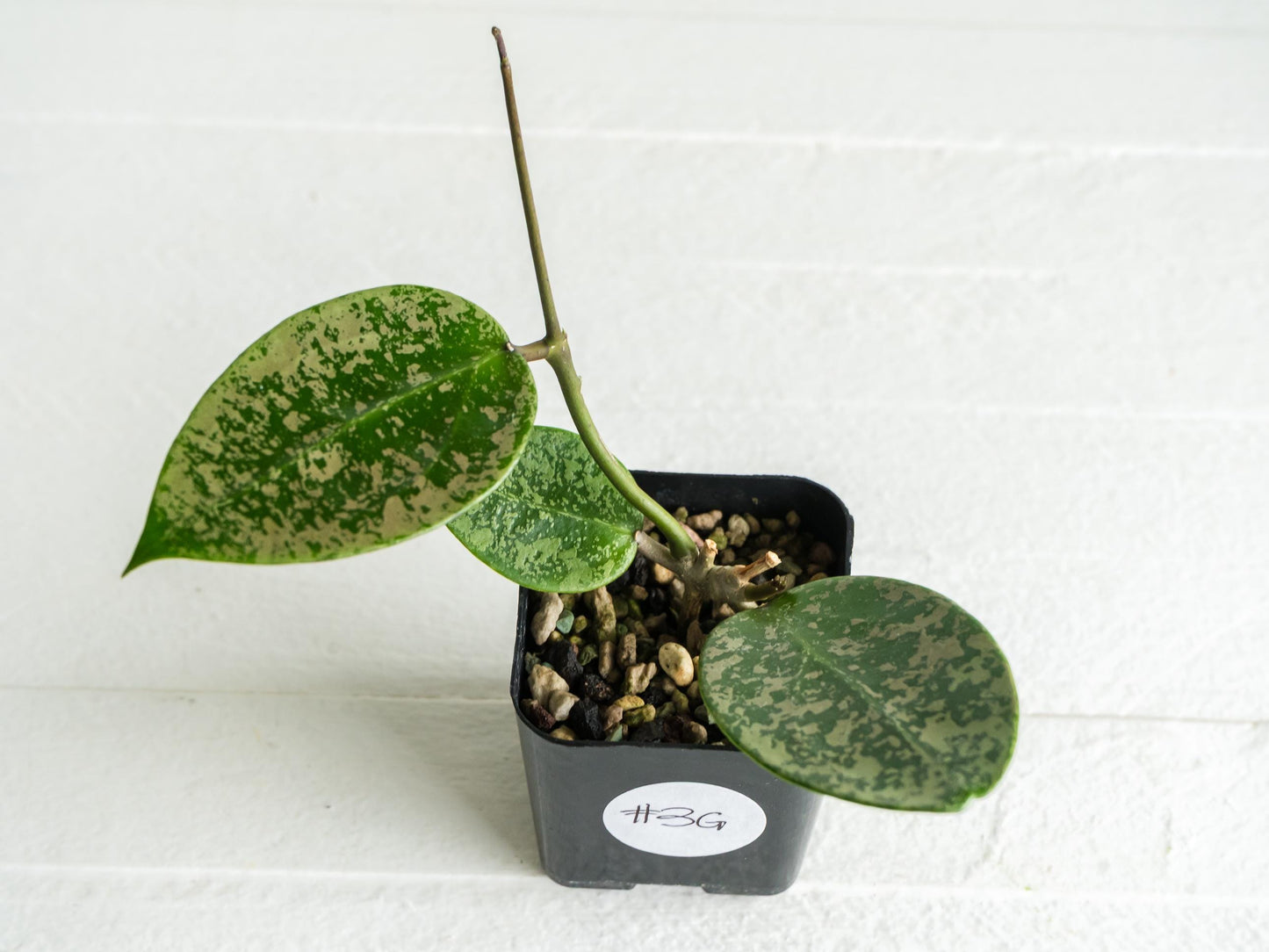 Hoya verticillata (EPC-997) | 2-Inch