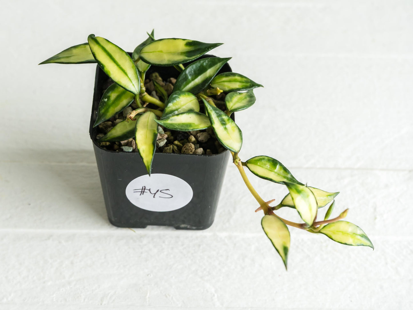 Hoya lacunosa (Inner Variegated) | 2-Inch