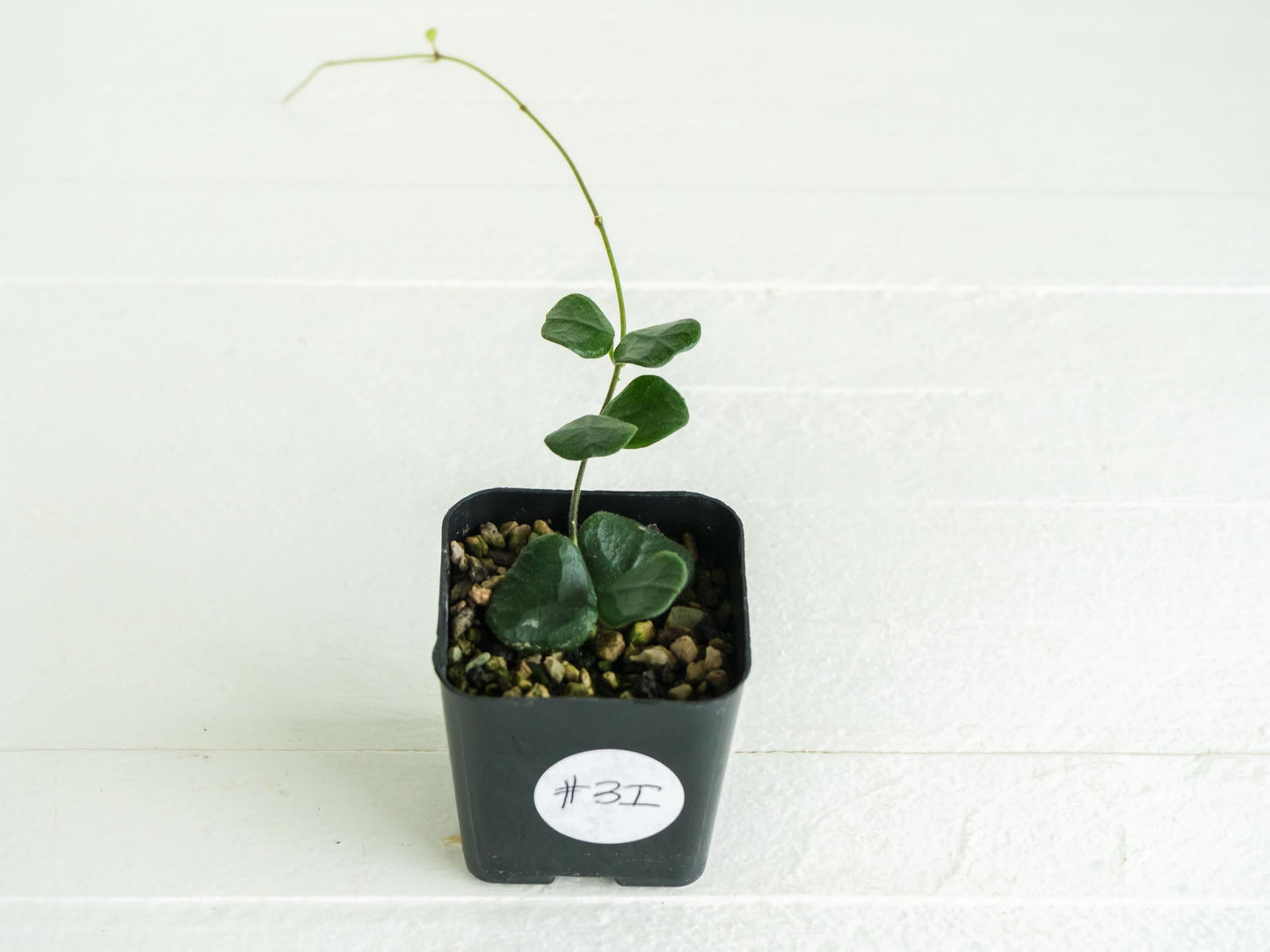 Hoya obcordata | 2-Inch