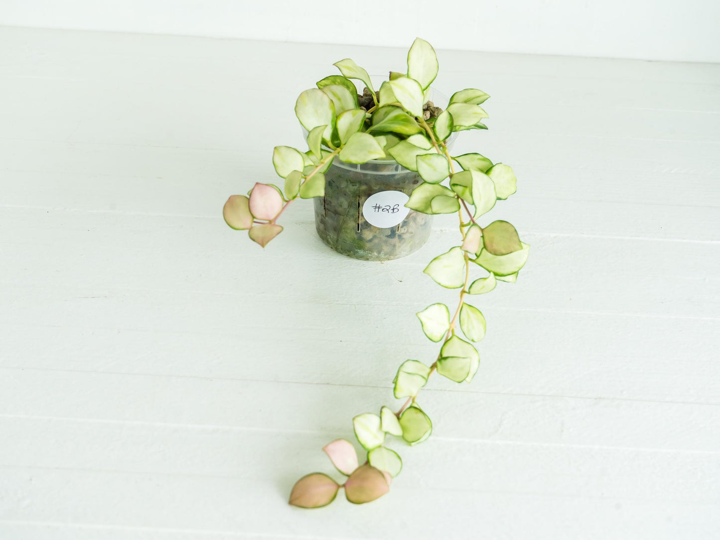 Hoya heuschkeliana (Inner Variegated) | 3-Inch