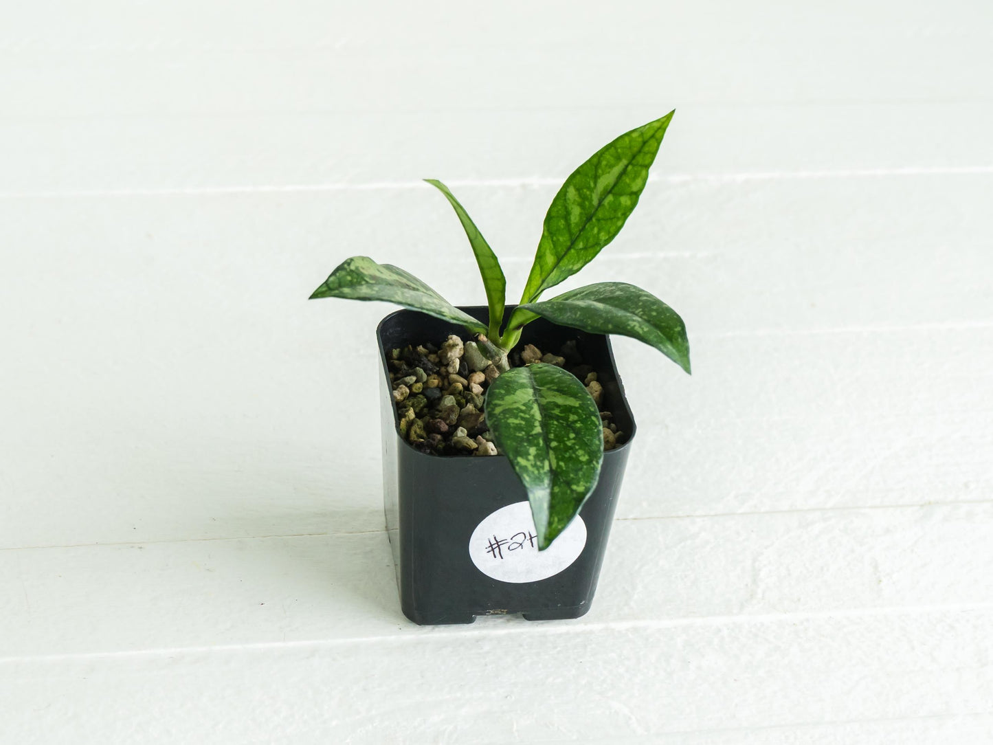 Hoya crassipetiolata (Splash) | 2-Inch