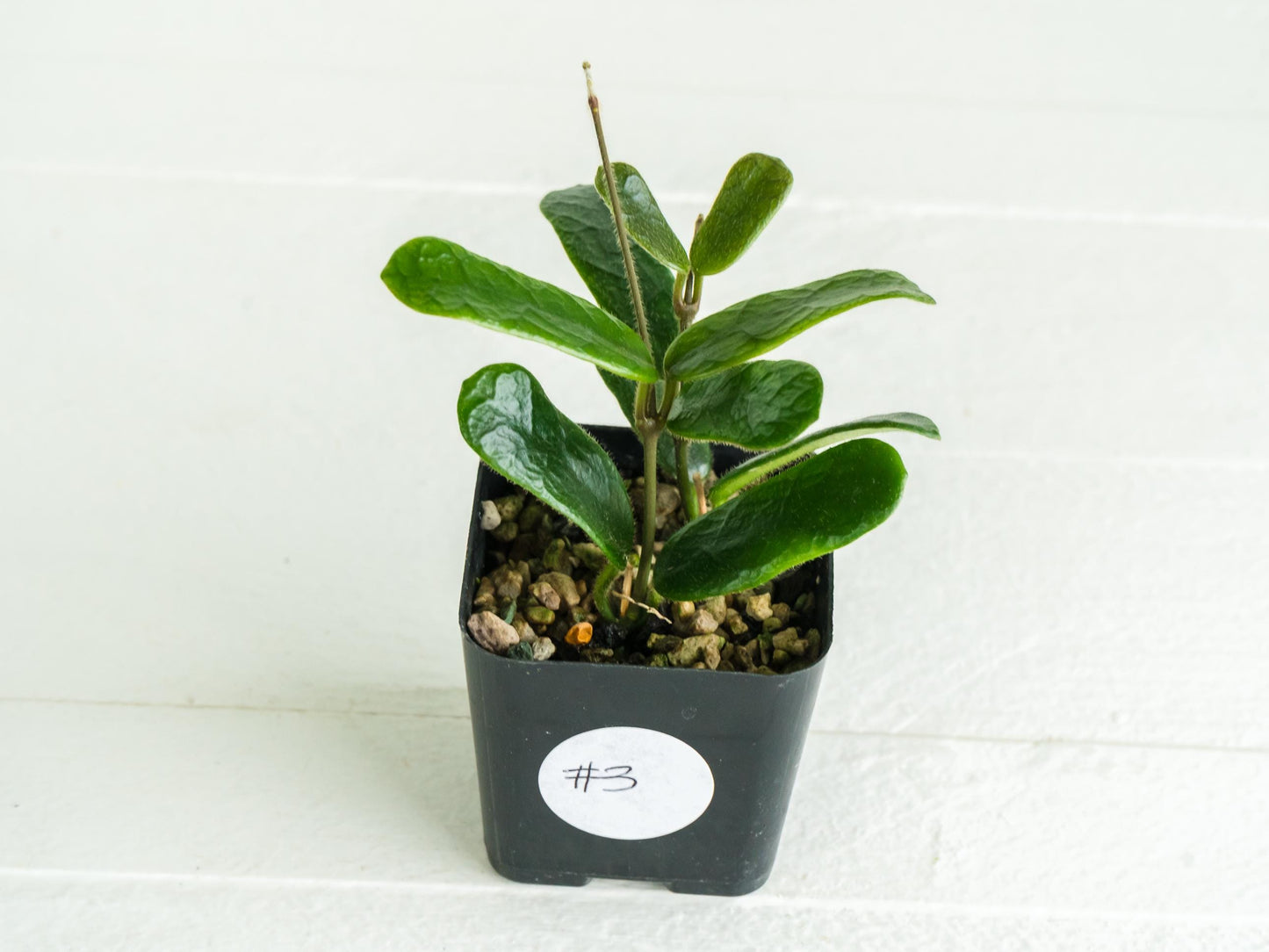 Hoya rotundiflora | 2-Inch