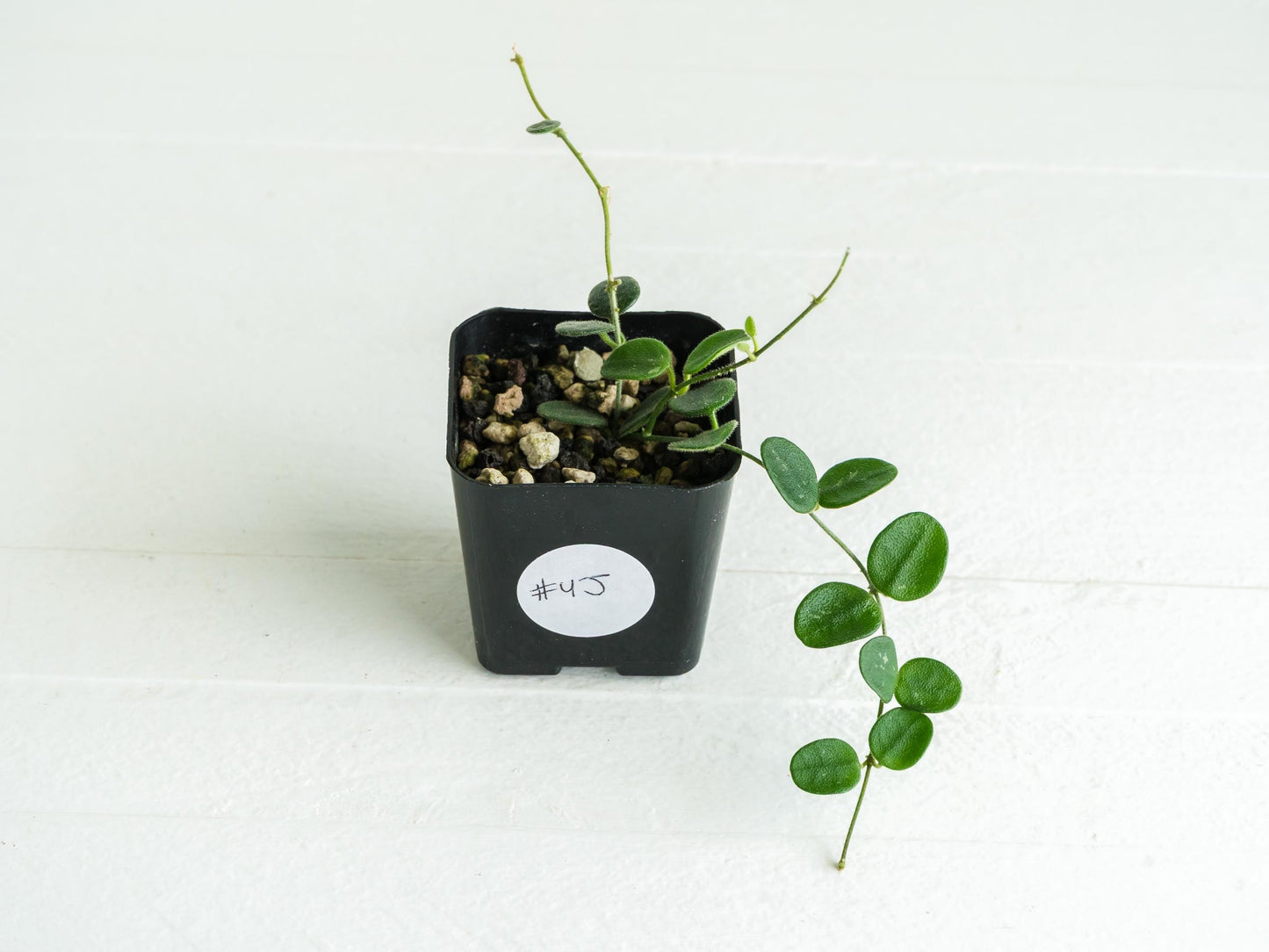 Hoya serpens | 2-Inch