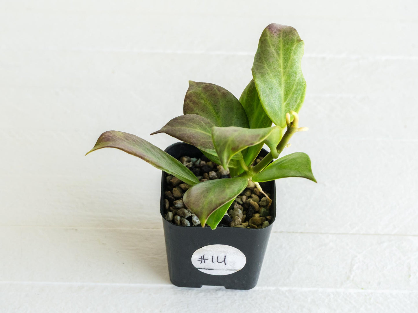 Hoya obscura (Silver) | 2-Inch