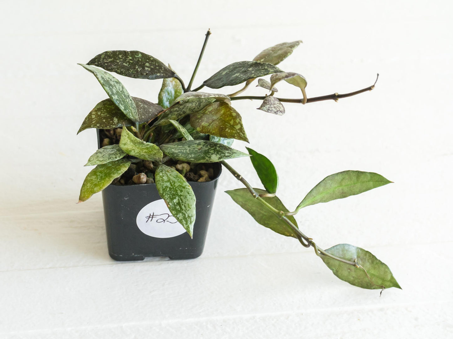 Hoya lacunosa ‘Royal Flush’ | 2-Inch