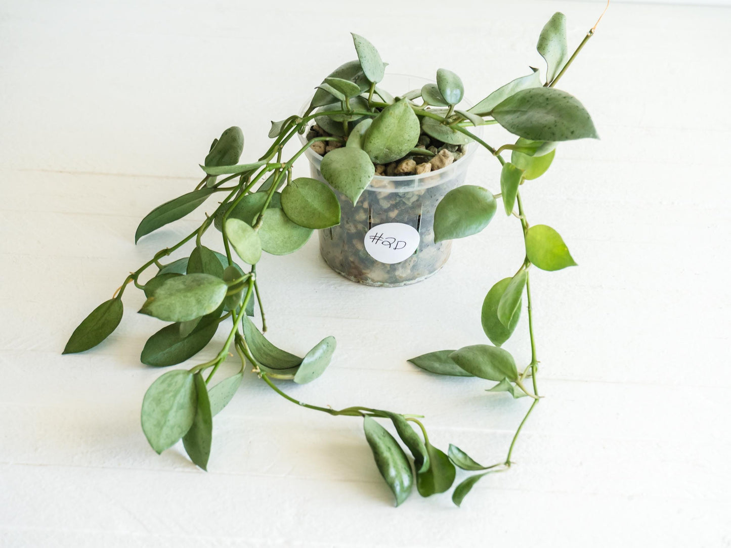 Hoya lacunosa 'Silver Mint Coin' | 3-Inch