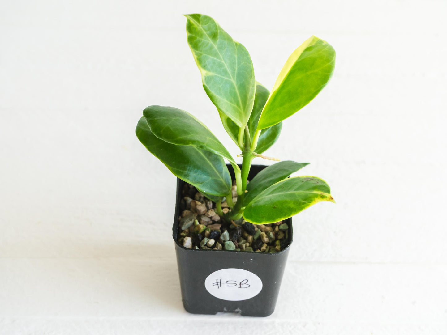 Hoya obscura (Albo | Outer Variegated) | 2-Inch