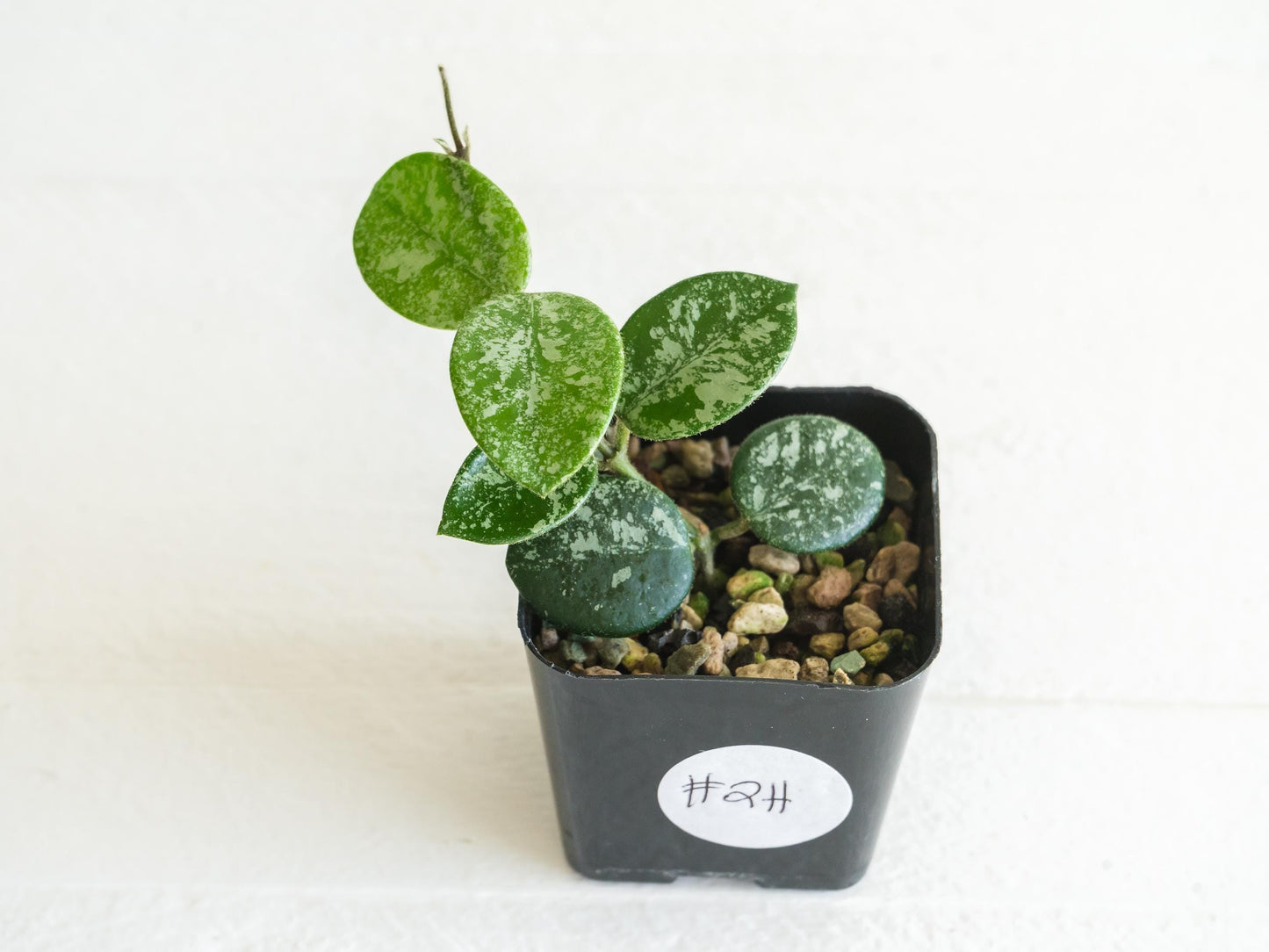 Hoya 'Mathilde' (Splash) | 2-Inch
