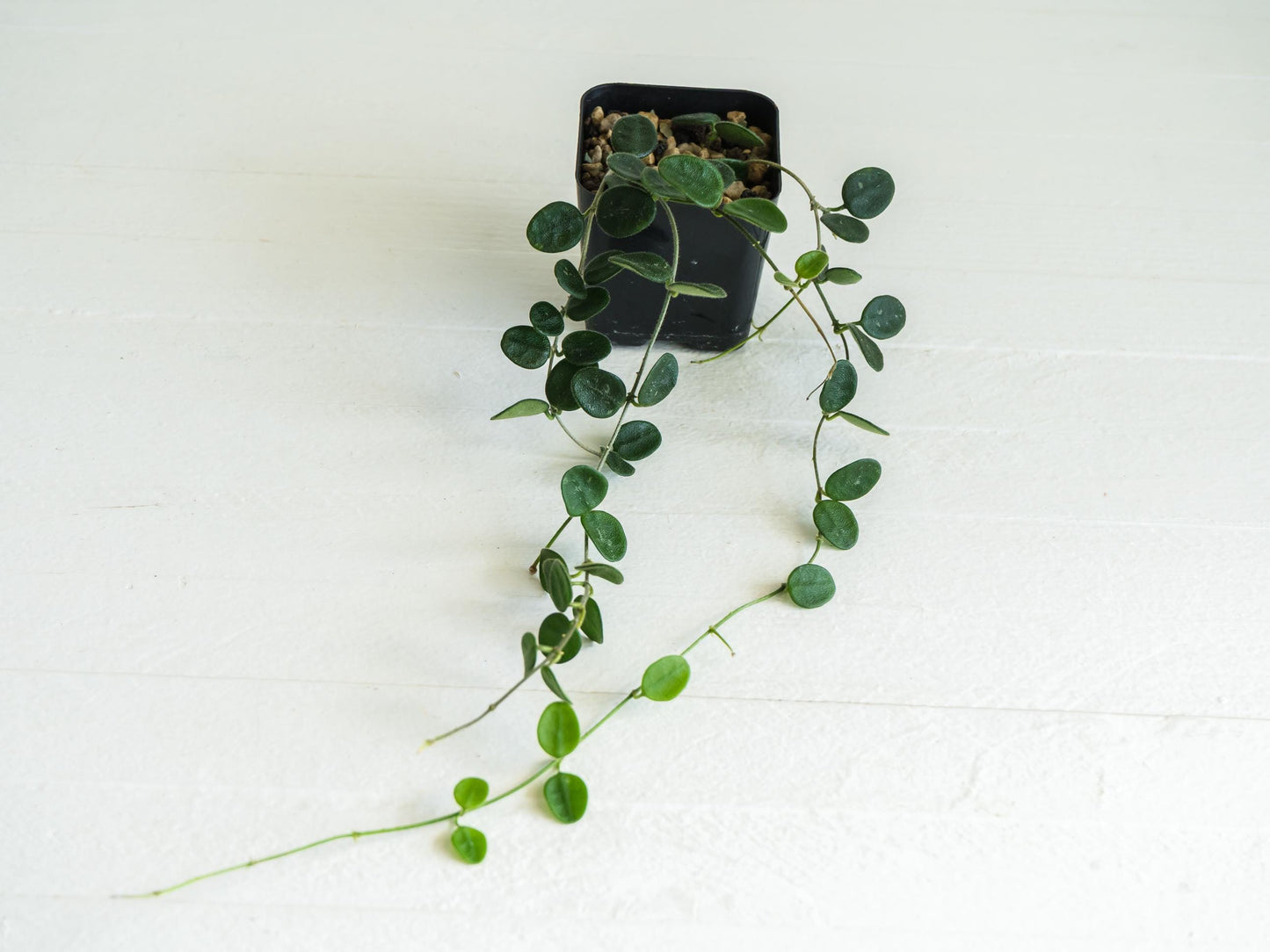 Hoya serpens | Large 2-Inch