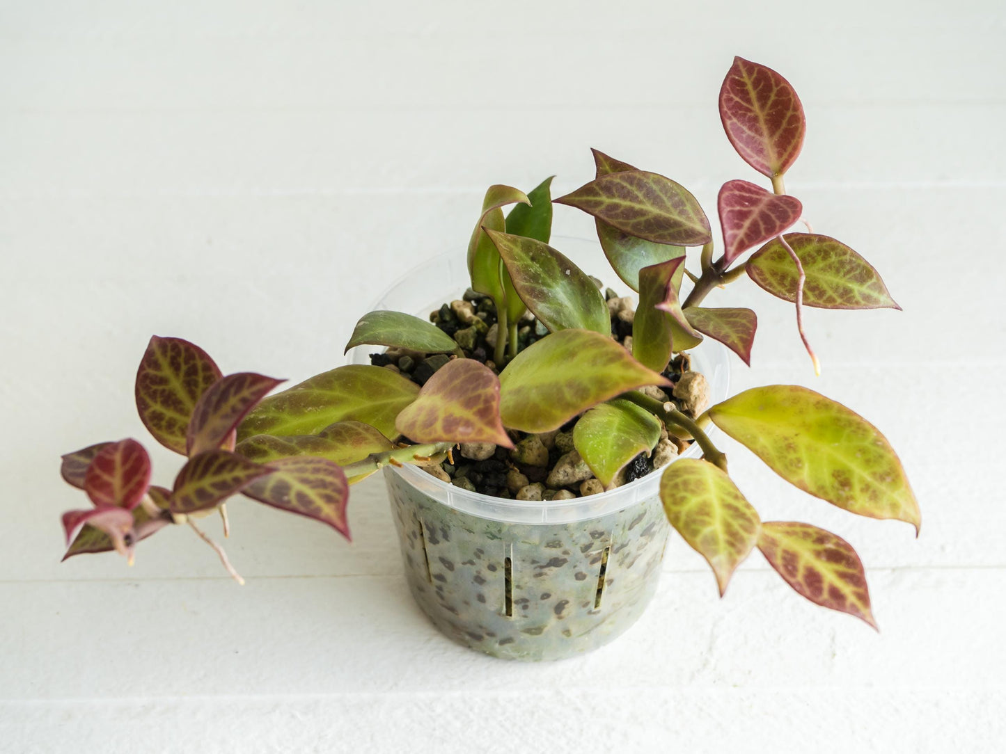 Hoya 'Sunrise' | 3-Inch