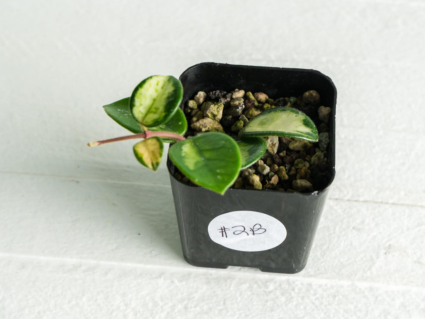Hoya 'Mathilde' (Inner Variegated) | 2-Inch