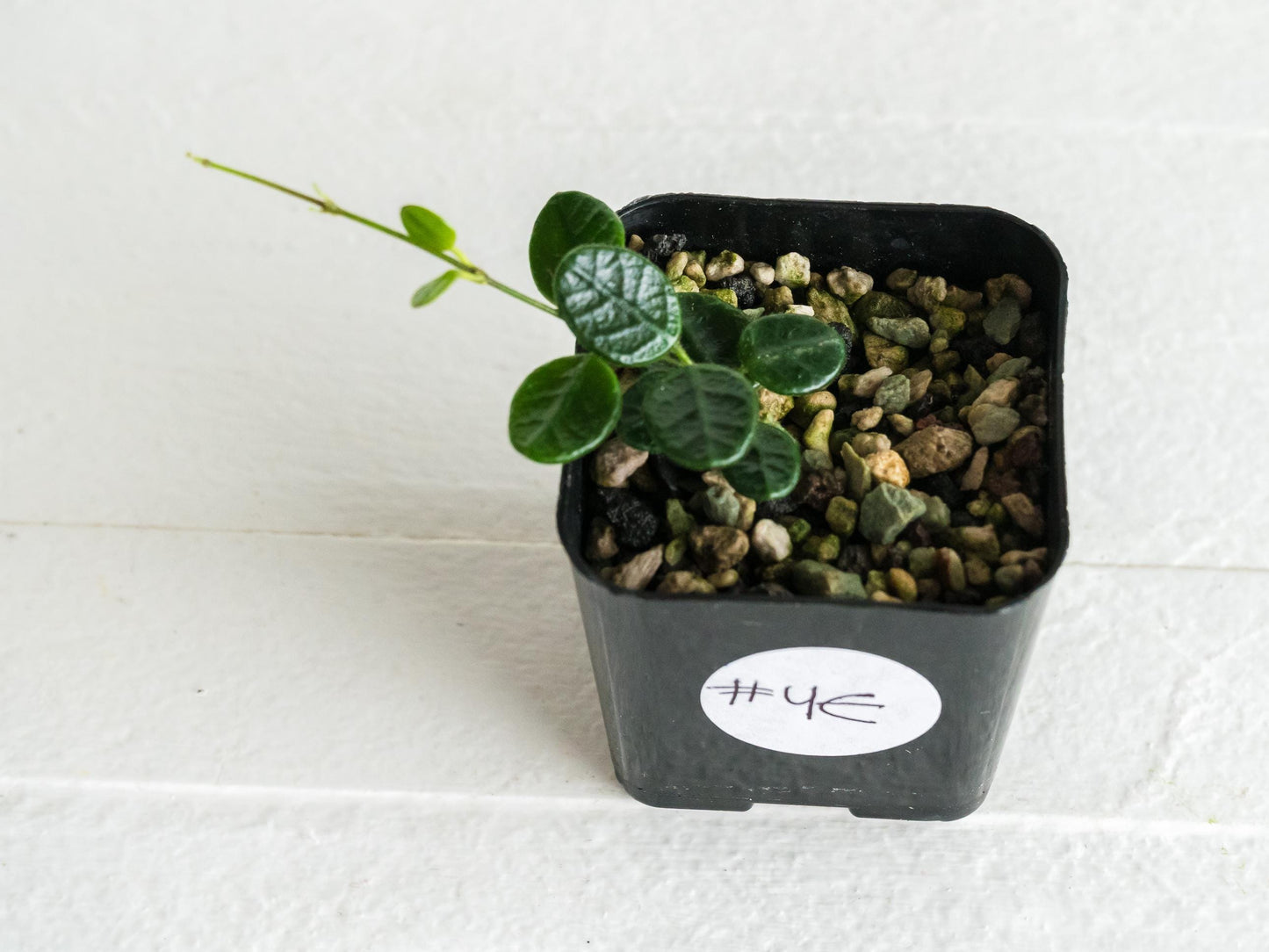 Hoya tengchongensis | 2-Inch