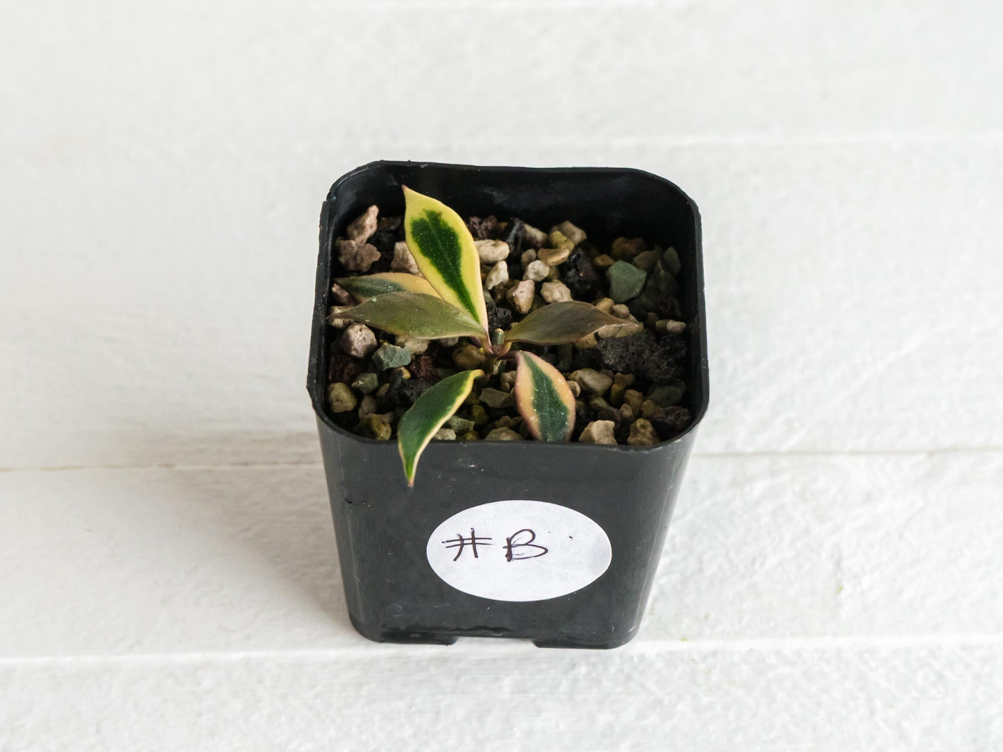 Hoya bakoensis (Outer Variegated - Albo) | 2-Inch