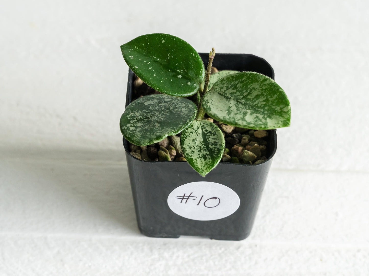 Hoya 'Mathilde' (Splash) | 2-Inch
