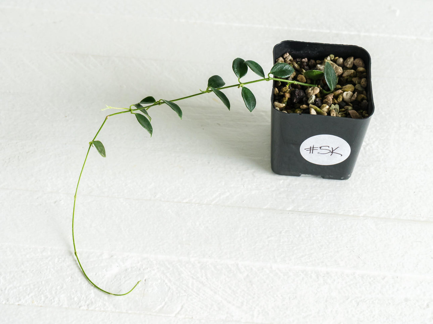 Hoya papua (PNG IM-08) | 2-Inch