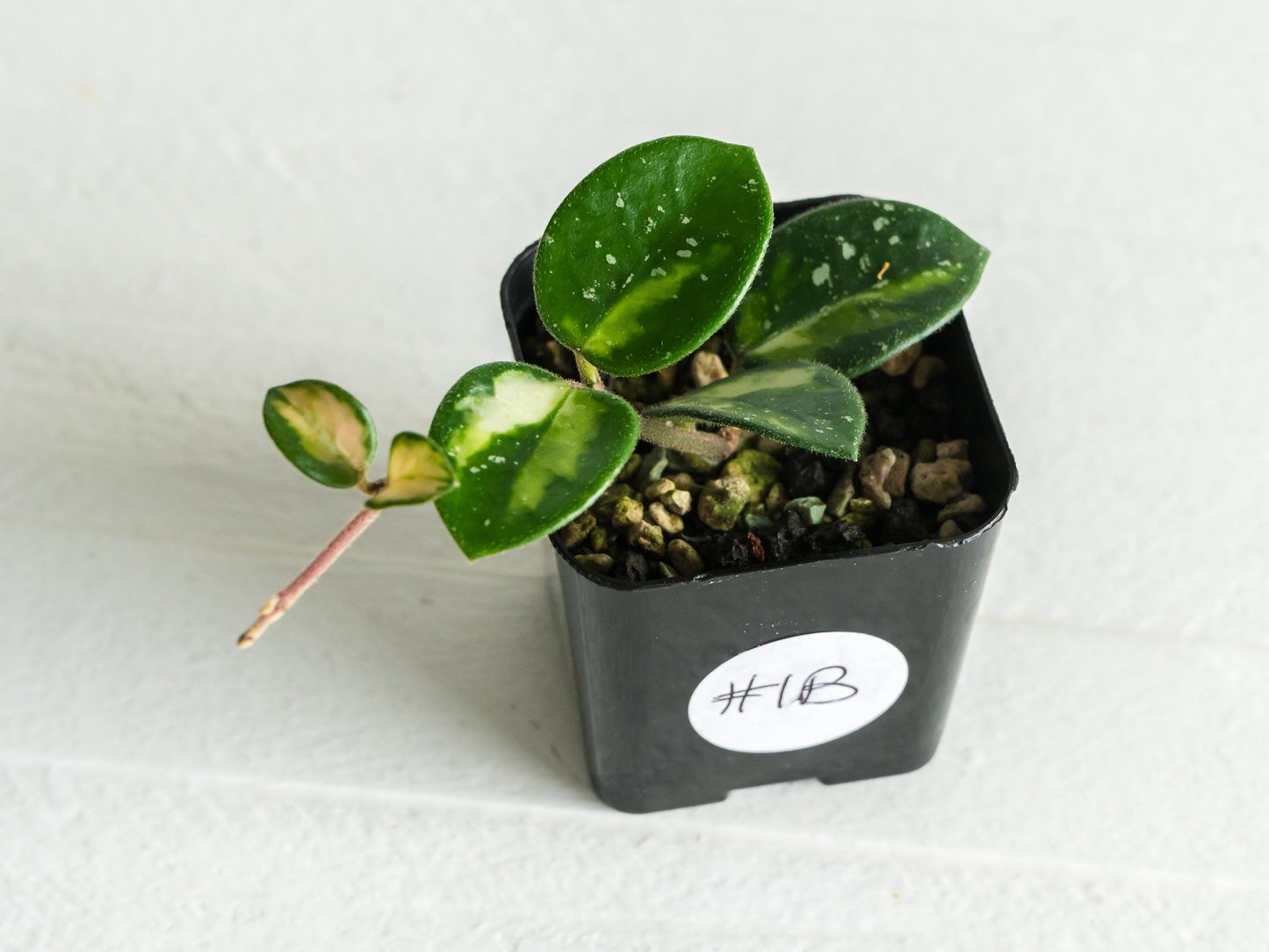 Hoya 'Mathilde' (Inner Variegated) | 2-Inch