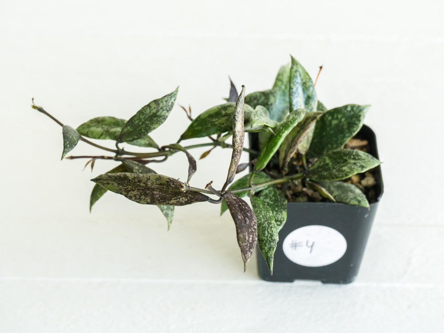 Hoya lacunosa ‘Royal Flush’ | 2-Inch