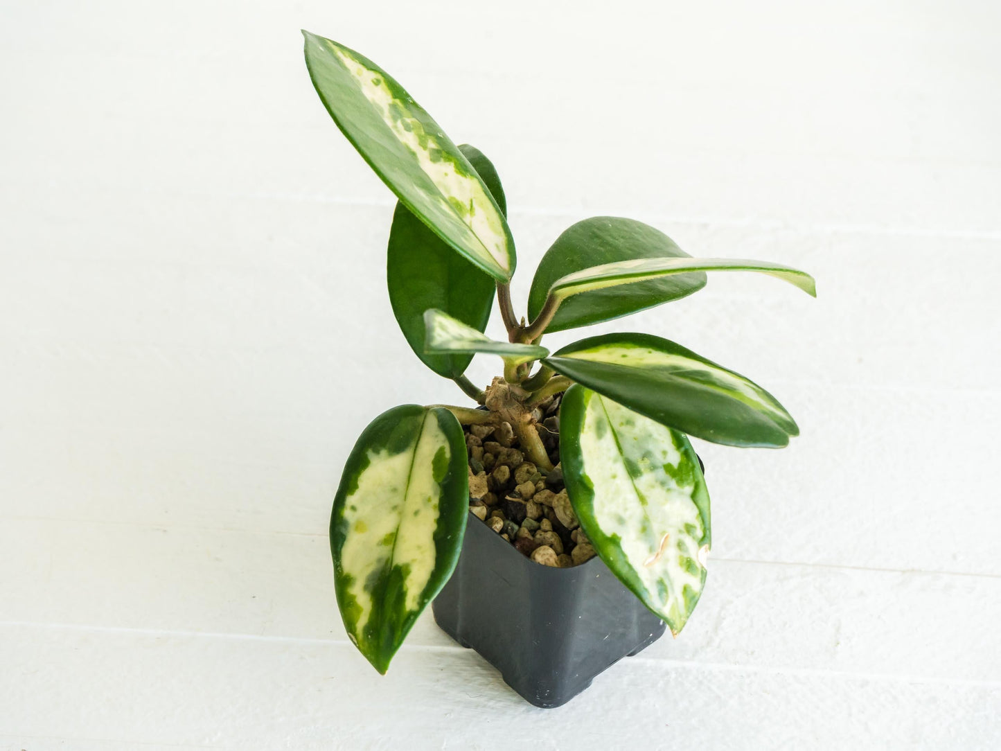 Hoya carnosa 'Madara Green Edge' | 2-Inch