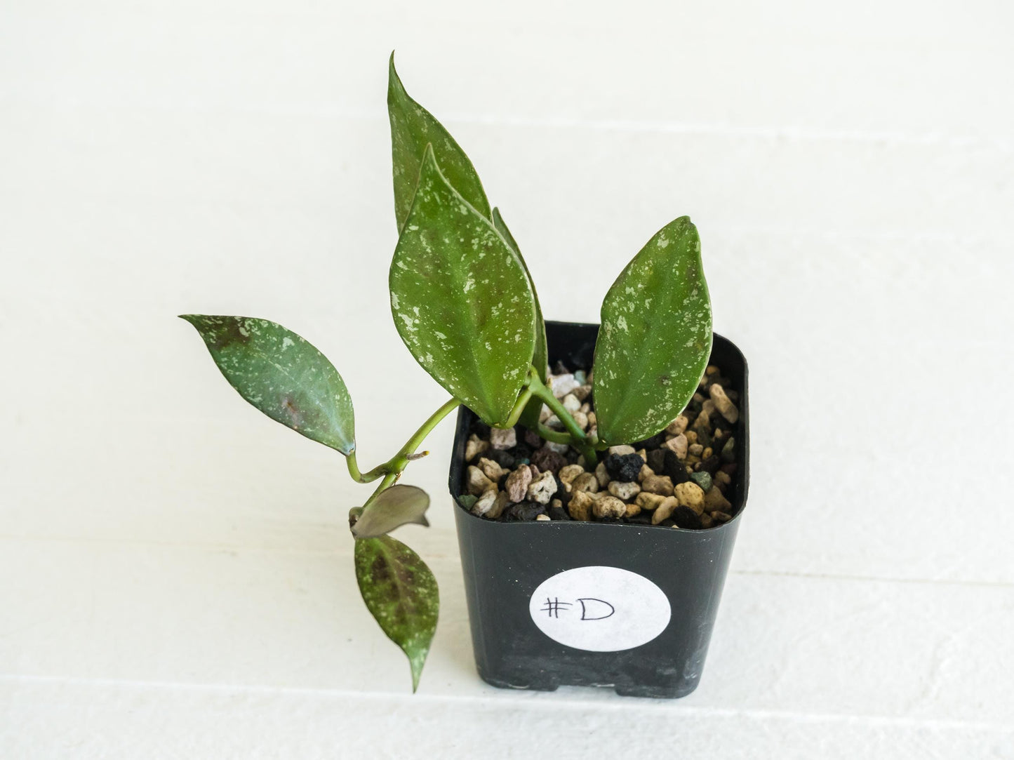 Hoya nabawanensis (Splash) | 2-Inch