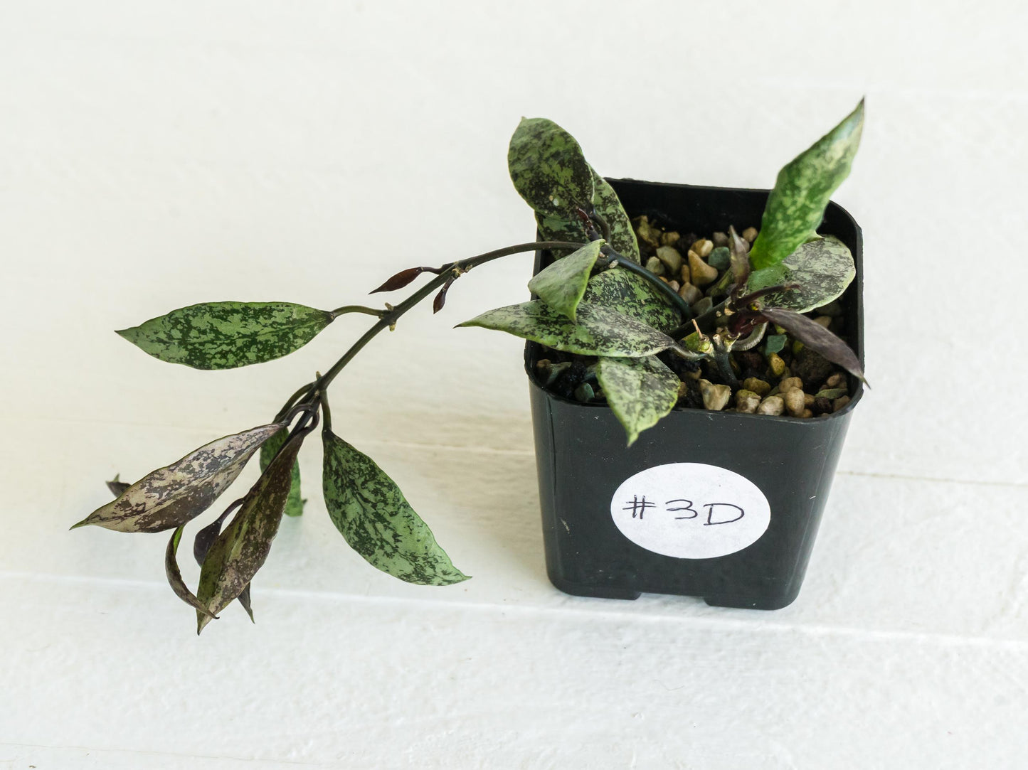 Hoya lacunosa ‘Royal Flush’ | 2-Inch