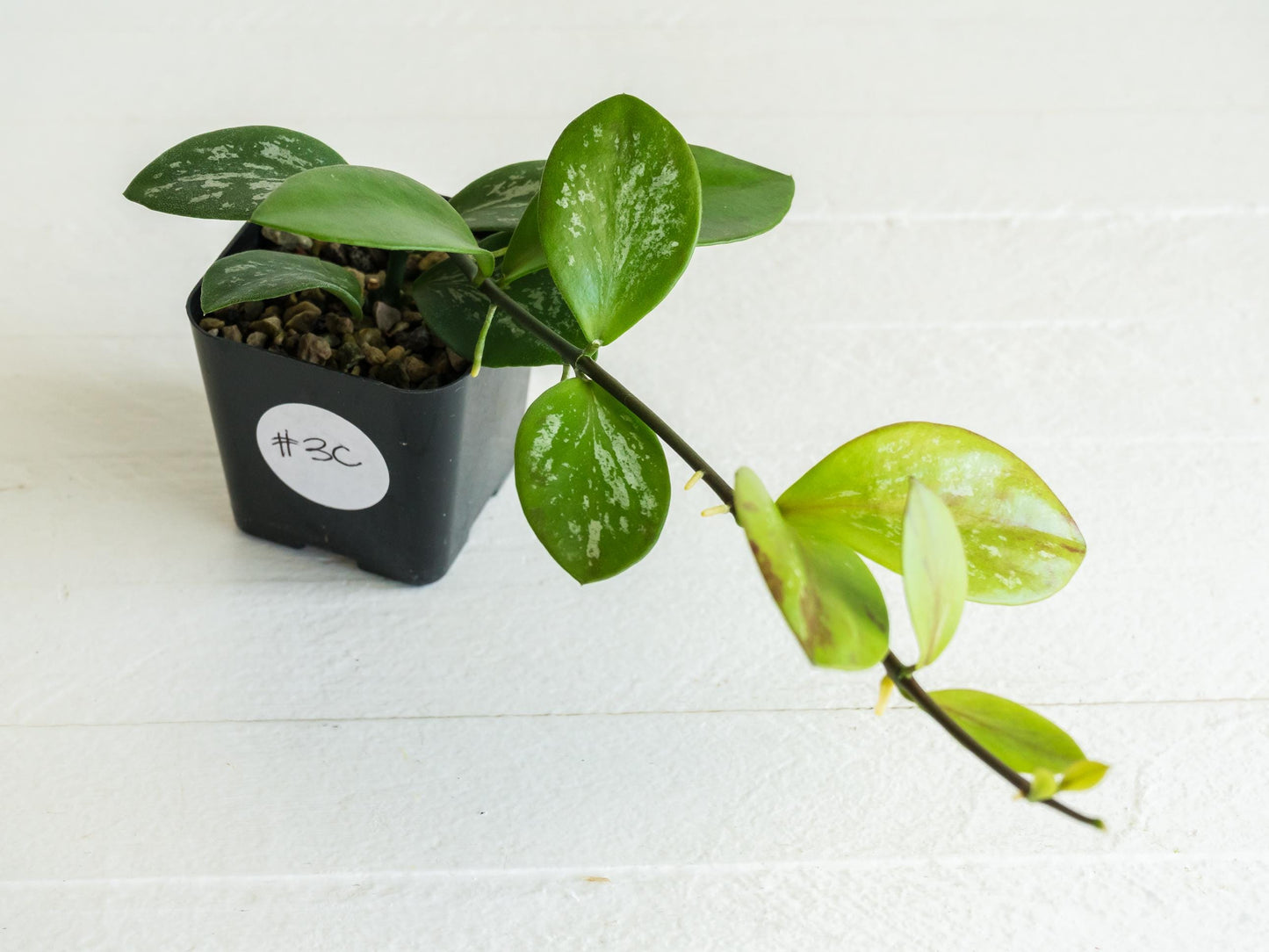 Hoya collina (IR-26) | 2-Inch