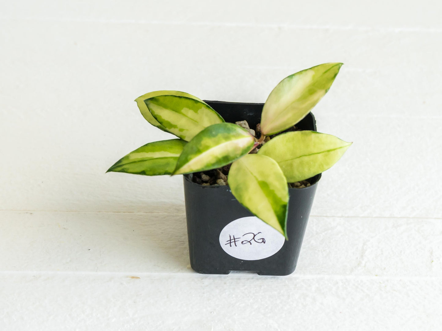 Hoya walliniana (Inner Variegated) | 2-Inch