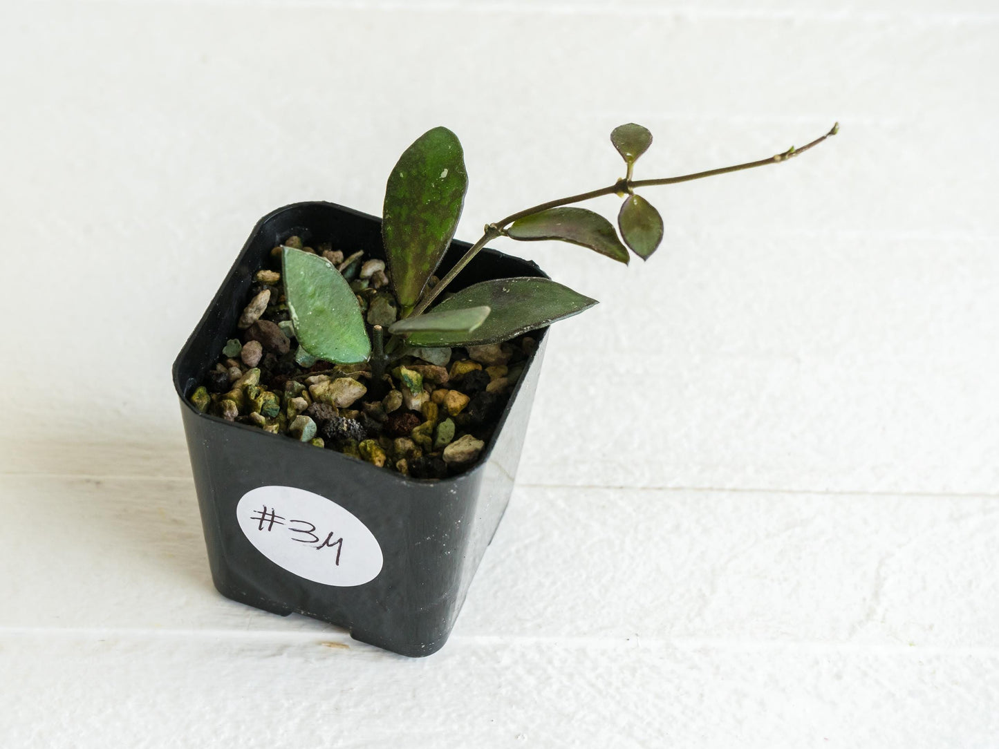 Hoya borneo (Small Leaf) | 2-Inch