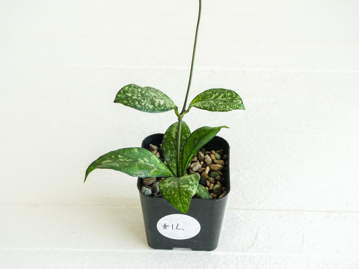 Hoya crassipetiolata (Splash) | 2-Inch