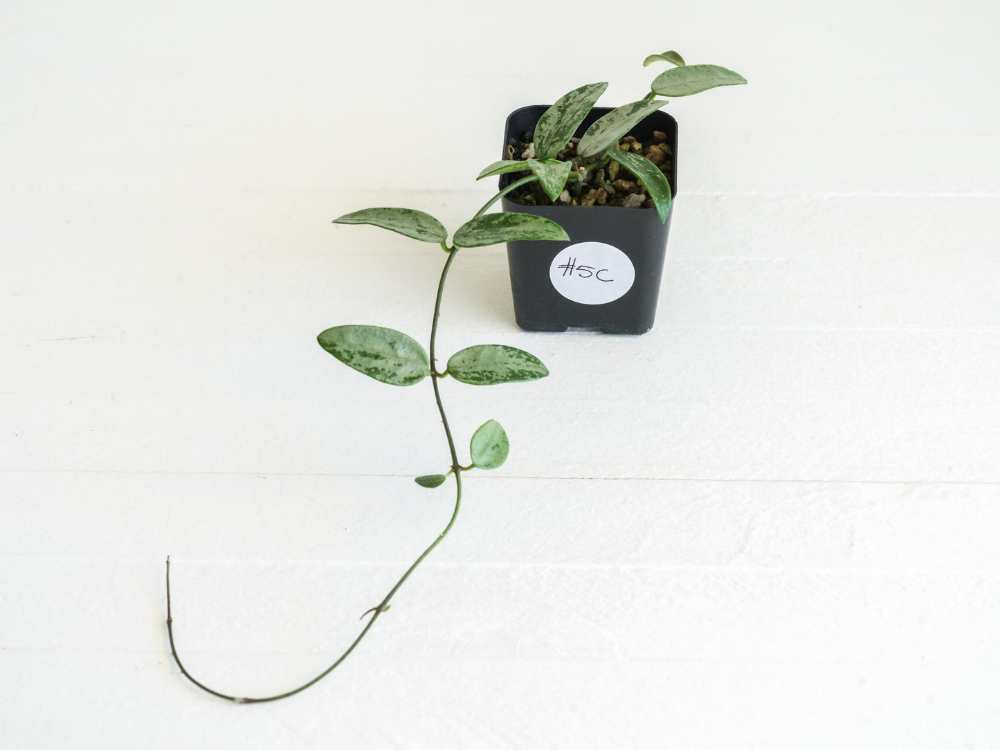 Hoya lima (Silver) | 2-Inch