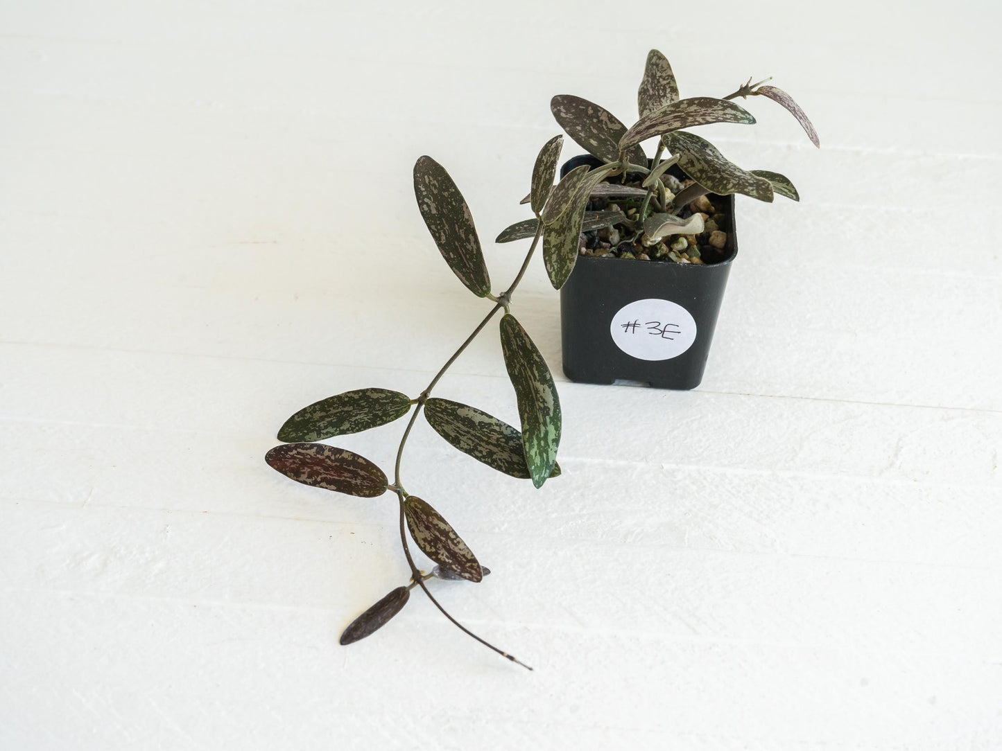 Hoya sigillatis | 2-Inch