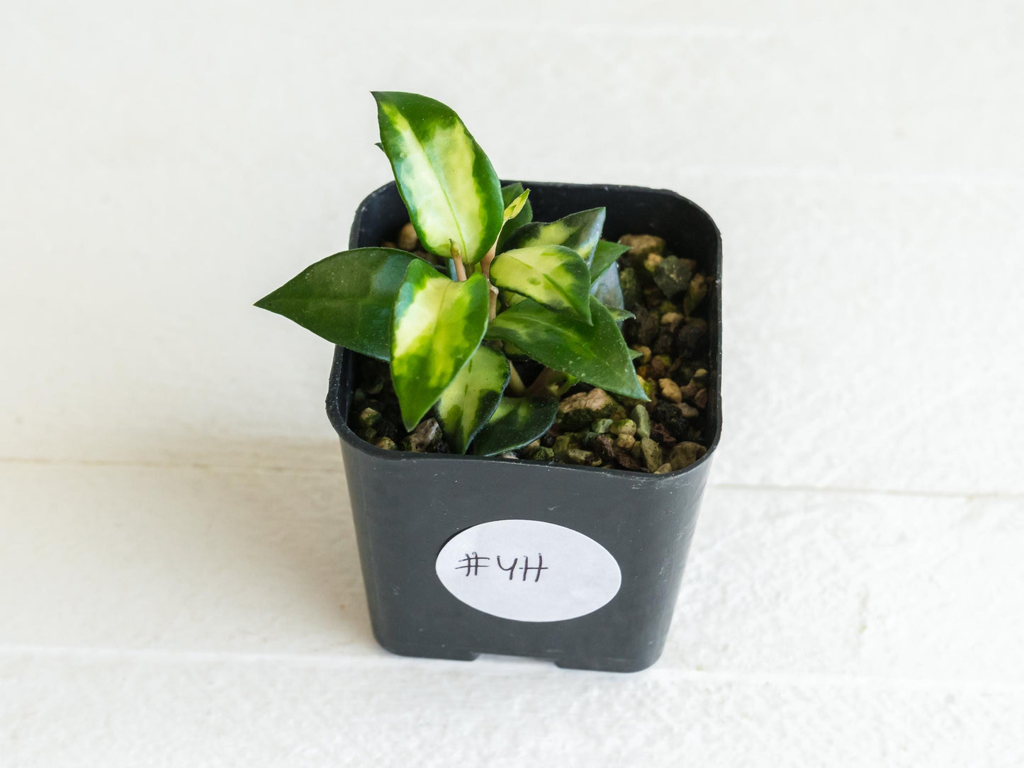 Hoya lacunosa 'Tricolor Bruno' | 2-Inch