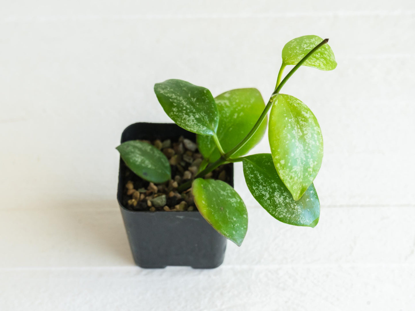 Hoya diptera (Splash) | 2-Inch