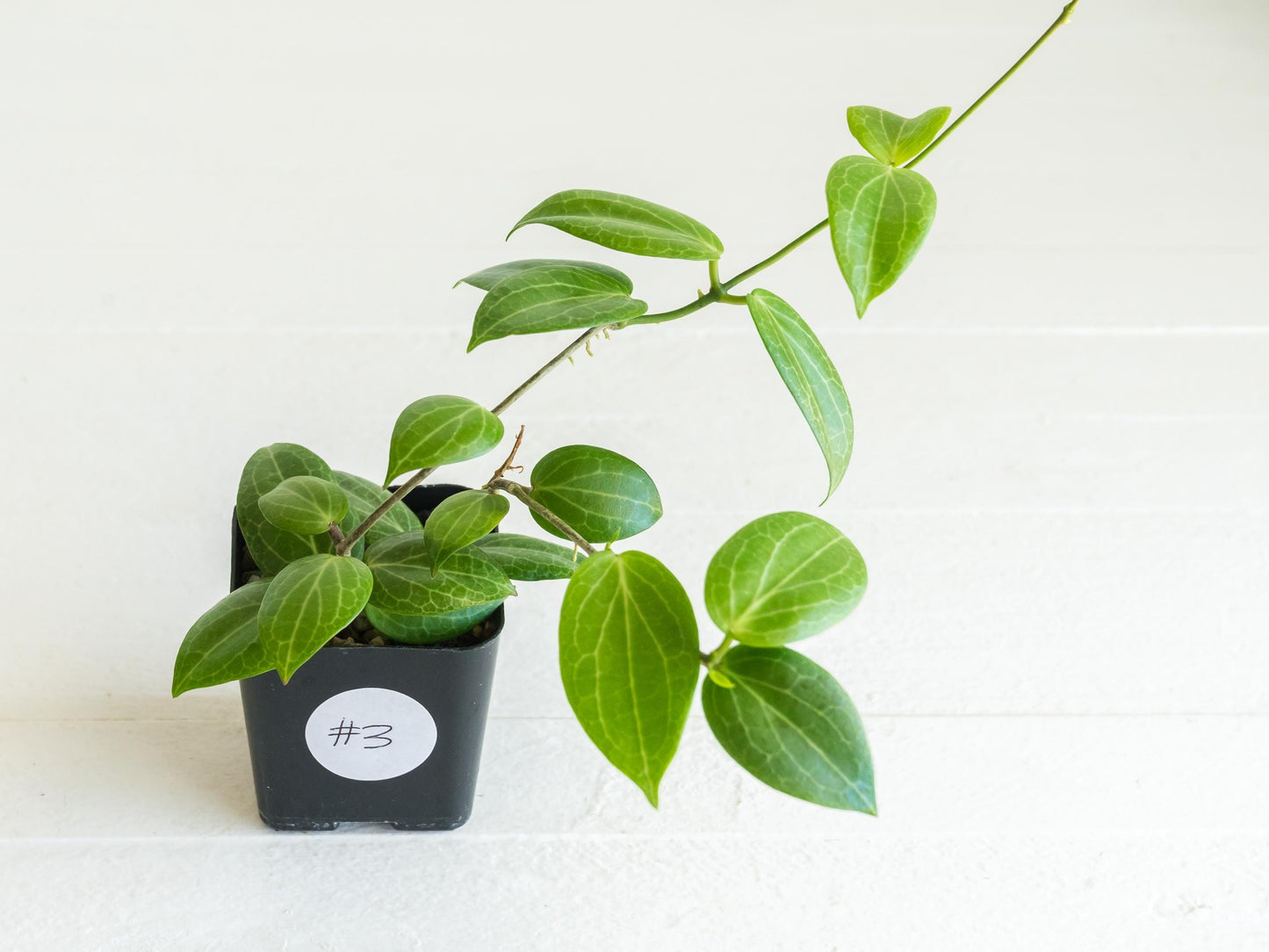 Hoya fitchii (Orange Flower) | 2-Inch