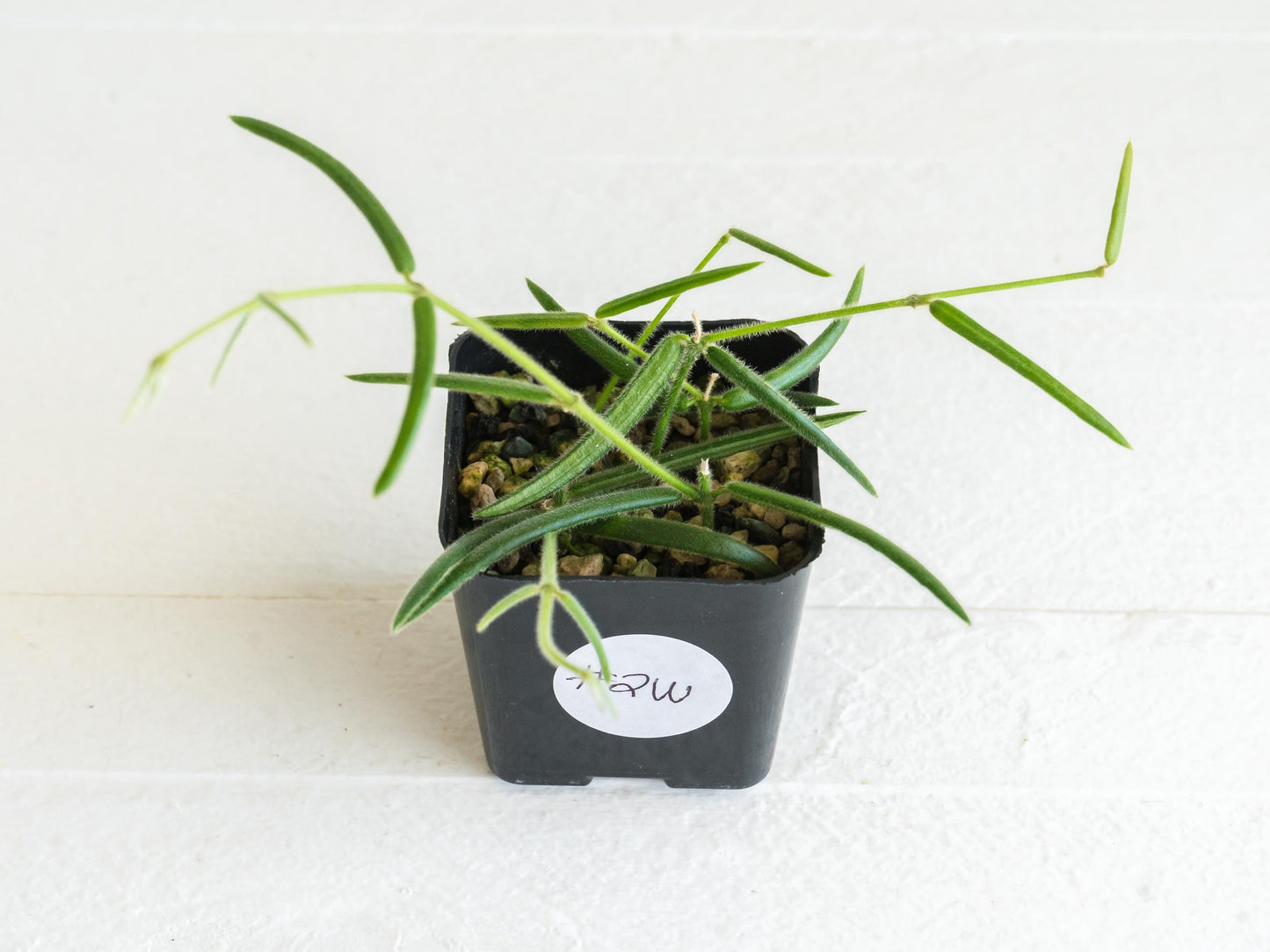 Hoya linearis | 2-Inch