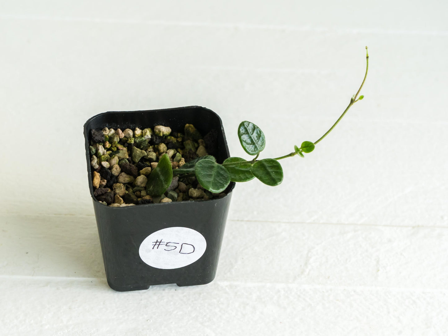 Hoya tengchongensis | 2-Inch
