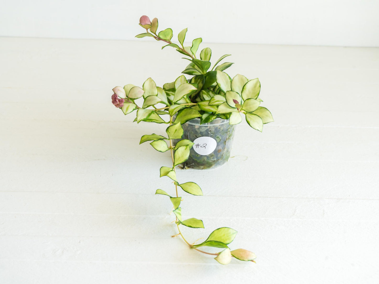 Hoya heuschkeliana (Inner Variegated) | 3-Inch