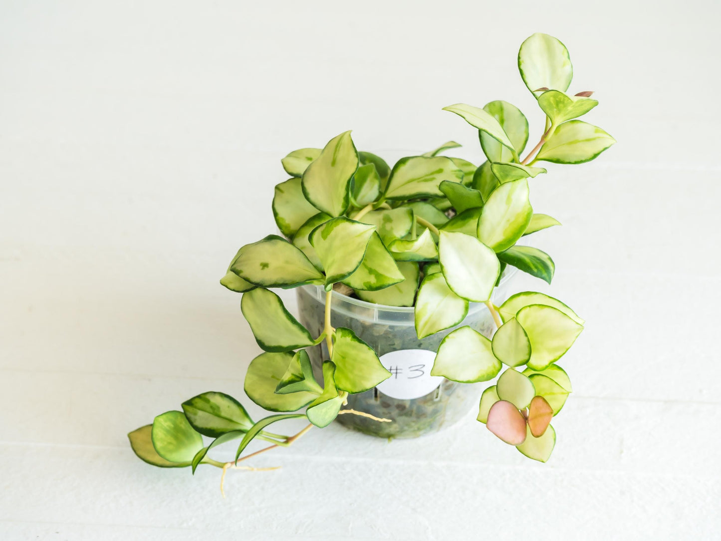 Hoya heuschkeliana (Inner Variegated) | 3-Inch