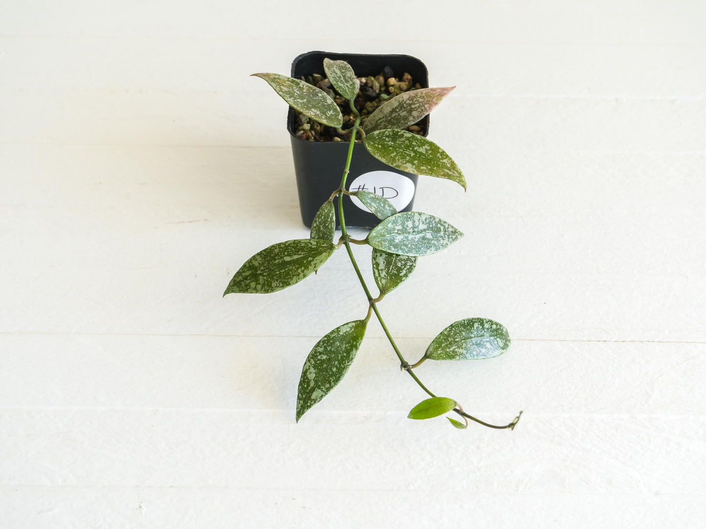 Hoya lacunosa 'Laos Full Splash' | 2-Inch