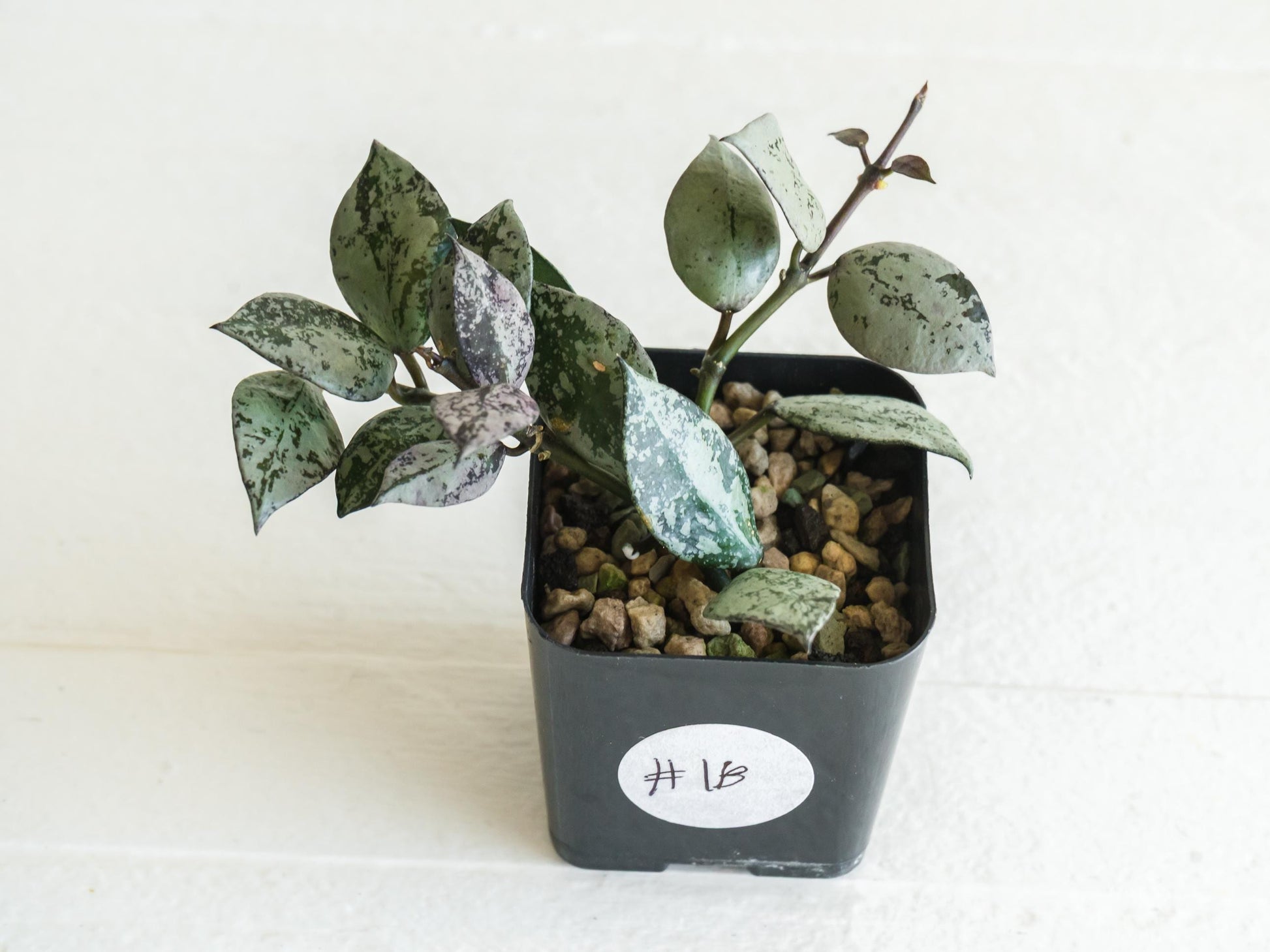 Hoya krohniana 'Super Silver Black' | 2-Inch
