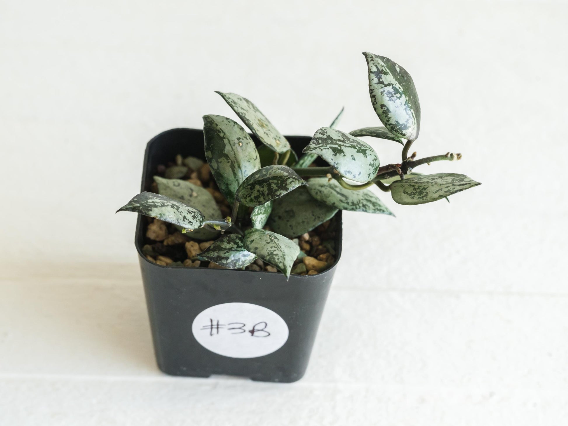 Hoya krohniana 'Super Silver Black' | 2-Inch