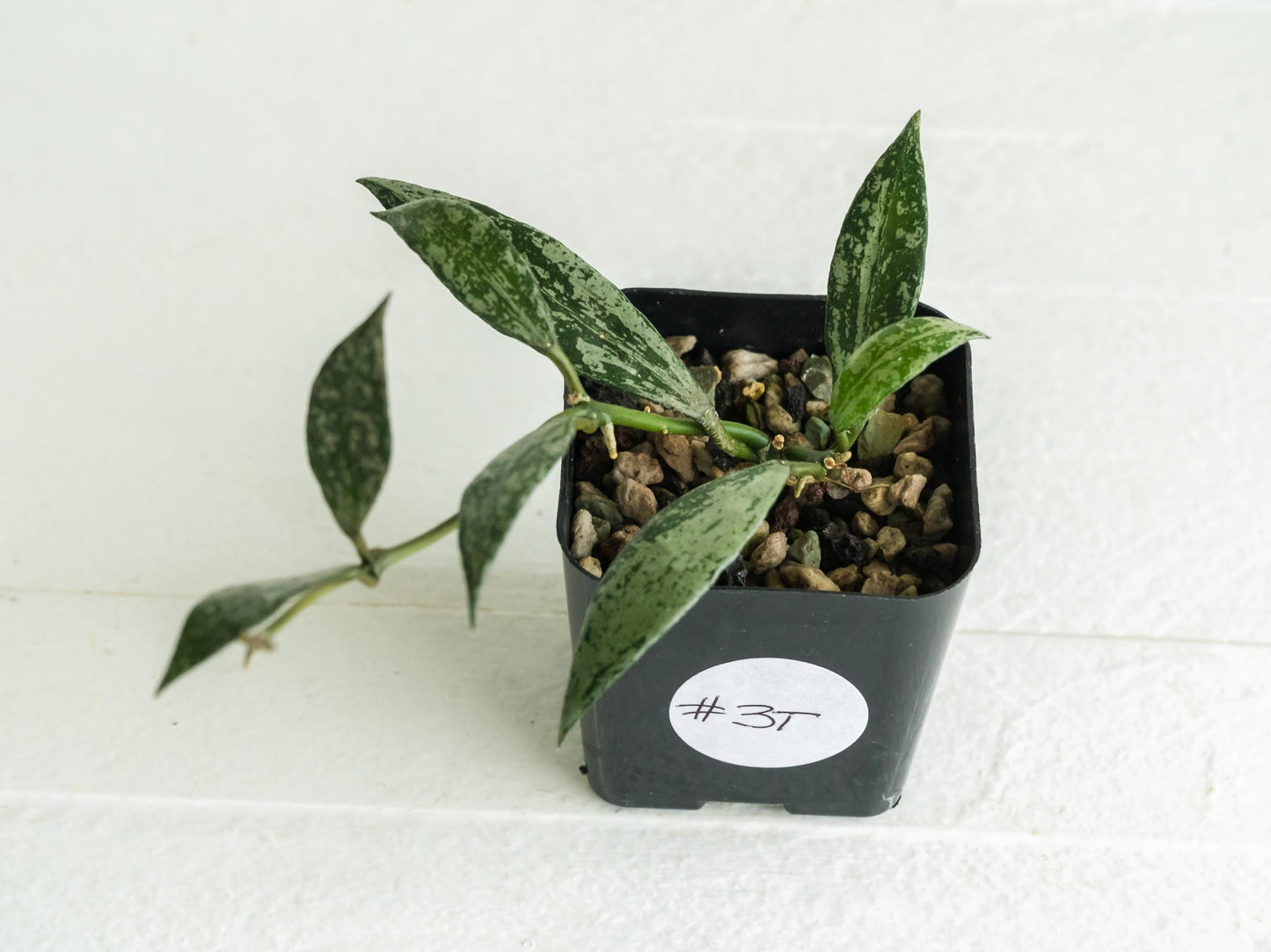 Hoya lacunosa 'Silver Lime' | 2-Inch