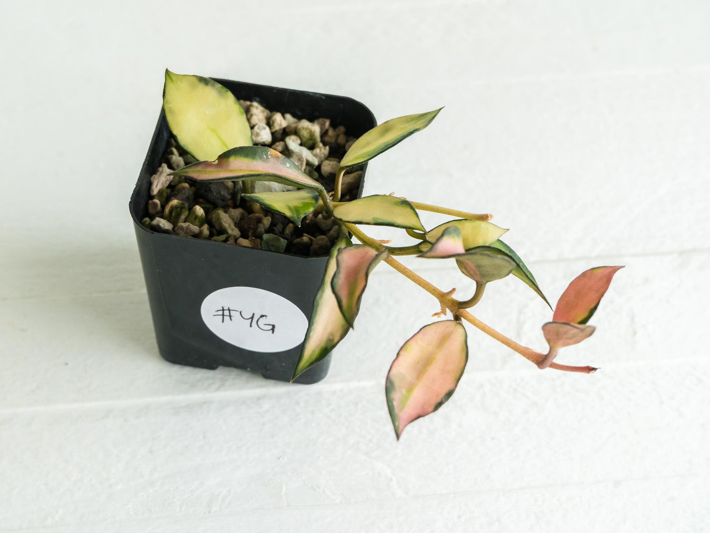 Hoya lacunosa 'Souma' | 2-Inch