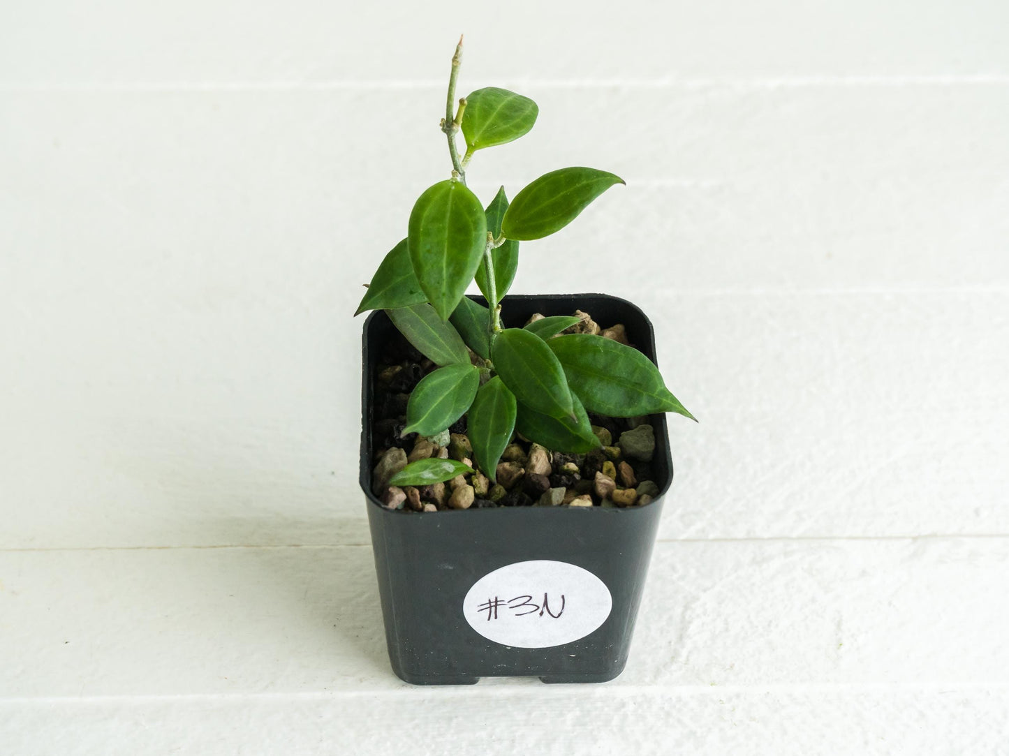 Hoya microdwarf (NS12-323) | 2-Inch
