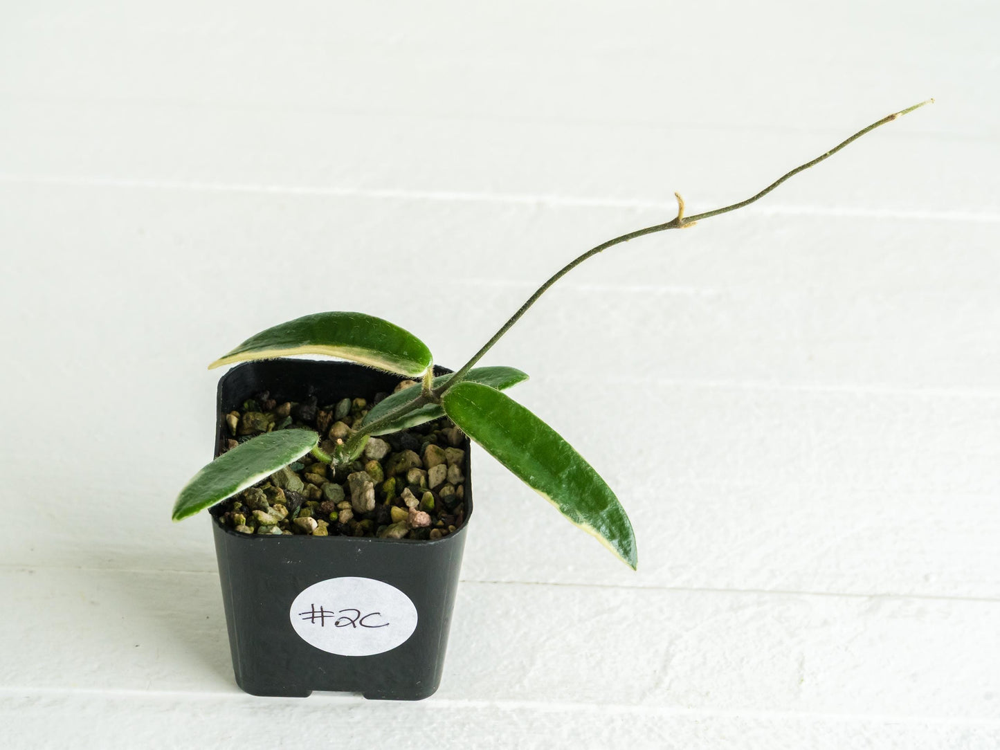 Hoya lyi 'Prism' (Pink Flower) | 2-Inch