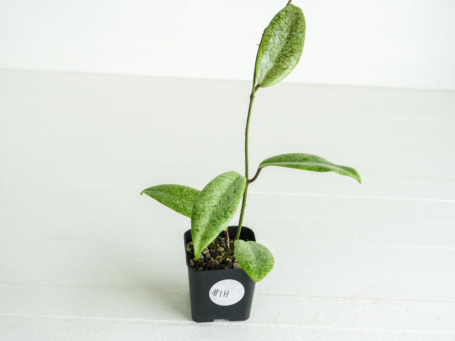 Hoya 'Jita Silver' | 2-Inch