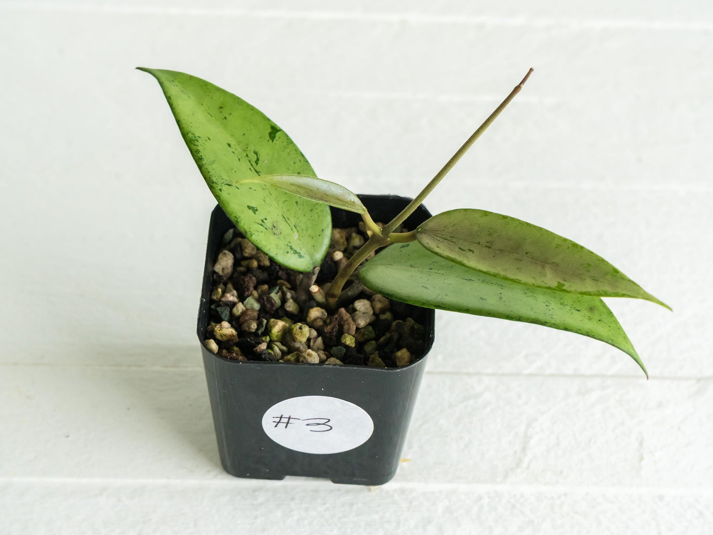 Hoya 'Snow Cui' (Silver) | 2-Inch