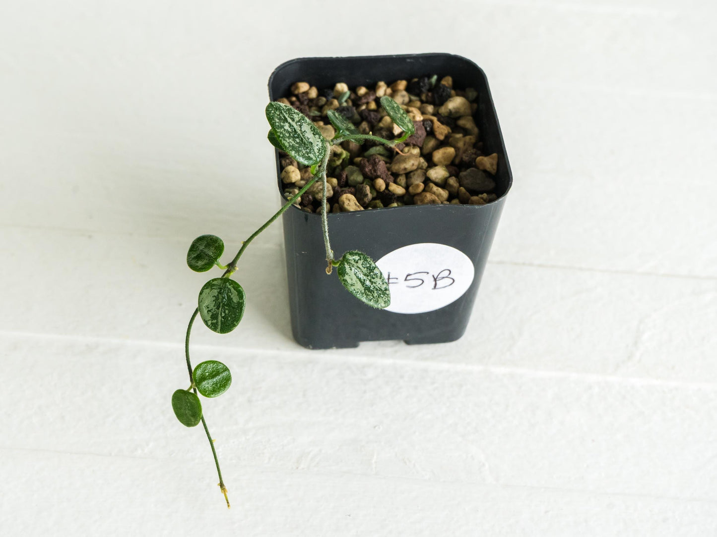 Hoya serpens (Splash) | 2-Inch